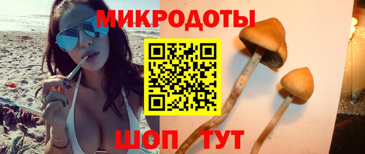 Псилоцибиновые грибы Psilocybine cubensis Пятигорск